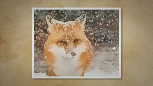 Video thumbnail for Wildlife rescue: Living with foxes and other garden wildlife