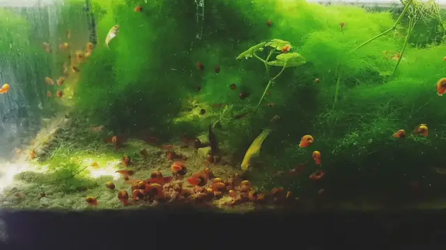 Video thumbnail for Nano Planted tank