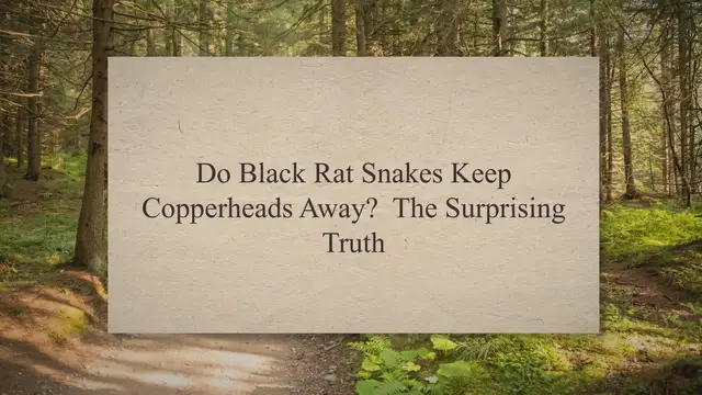 'Video thumbnail for Do Black Rat Snakes Keep Copperheads Away? The Surprising Truth'