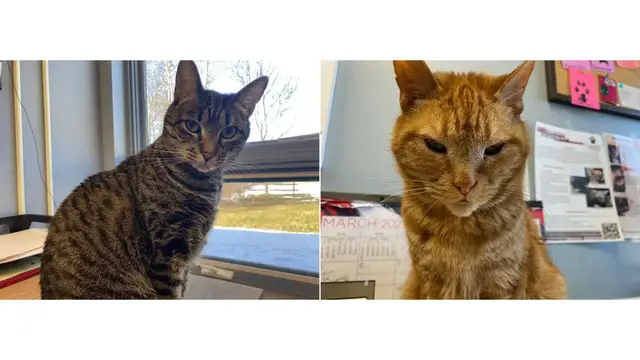 Video thumbnail for Pet of the Week 03/10/23