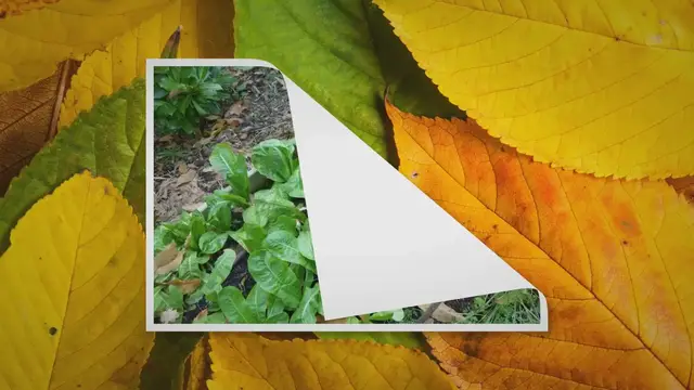 Video thumbnail for Comment cultiver des endives en bac chez soi