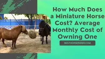 Video thumbnail for How Much Does a Miniature Horse Cost? Average Monthly Cost of Owning One