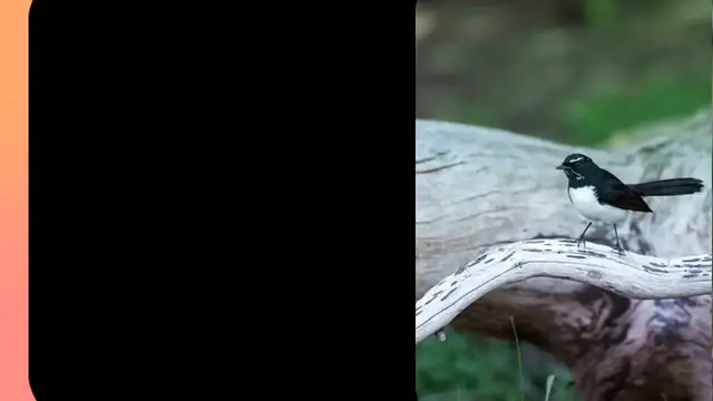 Video thumbnail for Willie Nelson's Influence on Country Music: A Lasting Legacy