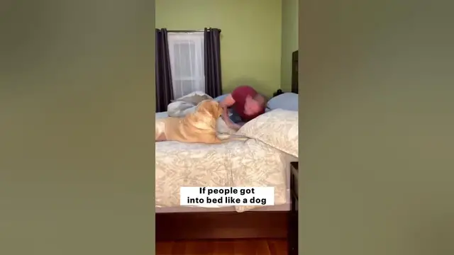 'Video thumbnail for Just imagine - magnusthetherapydog #shorts'