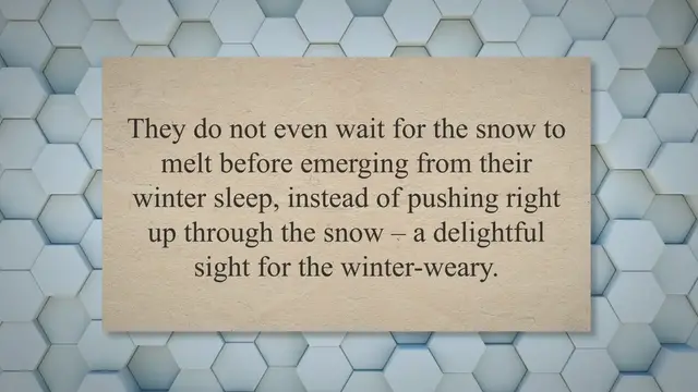 Video thumbnail for Snowdrop By Ted Hughes - Summary, Analysis And Question Answers