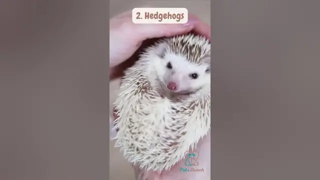 Video thumbnail for 5 Unusual & Friendly Pets #Shorts