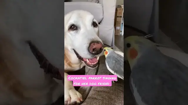 Video thumbnail for two happy friends dog and cockatiel bird