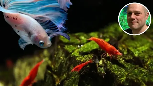 Video thumbnail for Can Red Cherry Shrimp Live With A Betta? HOW TO MAKE THIS COMBINATION WORK?