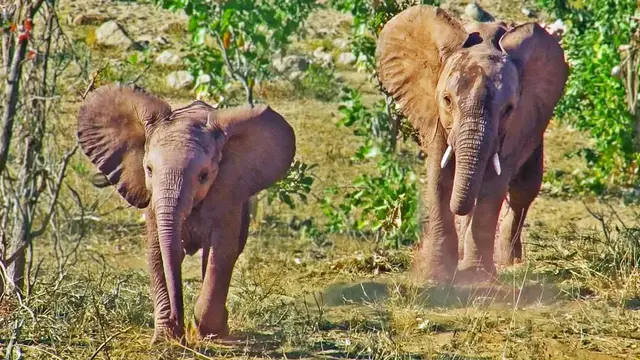 'Video thumbnail for Baby Elephant Charges and Puts on a Show'