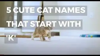 Video thumbnail for 5 CUTE CAT NAMES THAT START WITH K