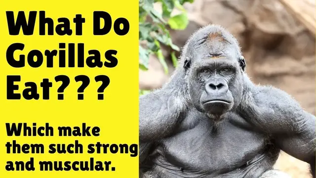 Video thumbnail for What Do Gorillas Eat - Gorilla Diet