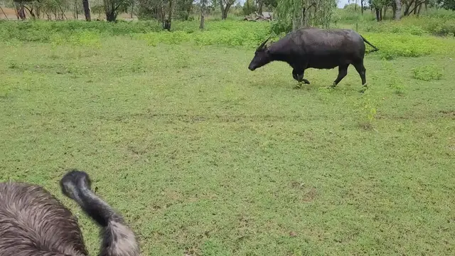 Video thumbnail for Animals at Bark Hut Darwin