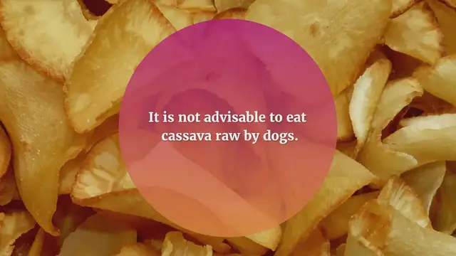 Video thumbnail for Can dogs eat cassava?