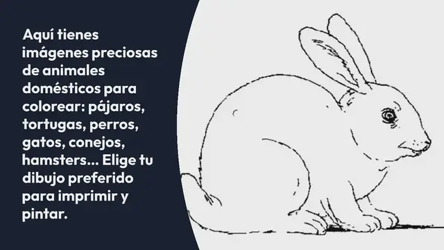 Video thumbnail for Animales domésticos para colorear