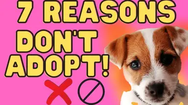 'Video thumbnail for 7 Reasons Not To Adopt A Jack Russell Terrier (Don't Miss These)'