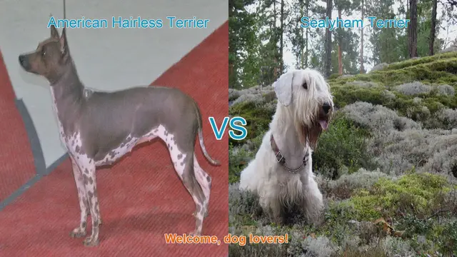 Video thumbnail for American Hairless Terrier vs. Sealyham Terrier: A Breed Comparison