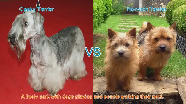 Video thumbnail for Cesky Terrier vs. Norwich Terrier: A Comprehensive Breed Comparison