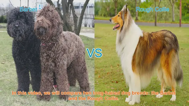 Video thumbnail for Barbet vs. Rough Collie: A Comparison of Long-Haired Dog Breeds