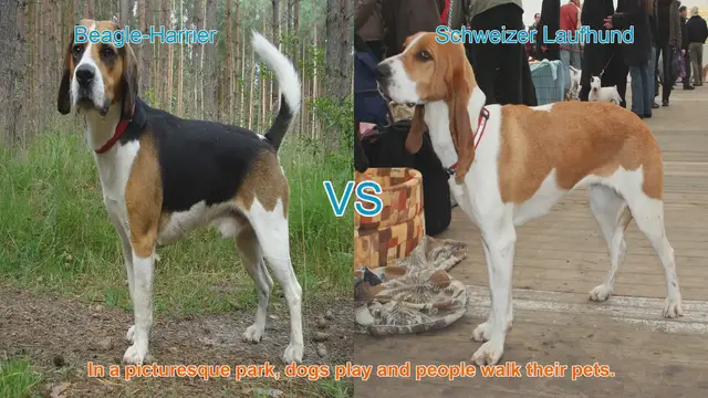 Video thumbnail for Beagle-Harrier vs. Schweizer Laufhund: A Comparison of Two Active Dog Breeds