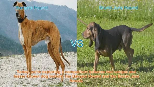 Video thumbnail for Exploring Banjara Hound vs. Bruno Jura Hound: A Unique Breed Comparison