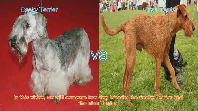 Video thumbnail for Comparing Cesky Terrier and Irish Terrier: A Guide to Choosing the Right Breed