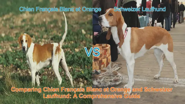Video thumbnail for Comparing Chien Français Blanc et Orange and Schweizer Laufhund: A Comprehensive Guide