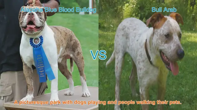 Video thumbnail for Alapaha Blue Blood Bulldog vs. Bull Arab: Breed Comparison Guide