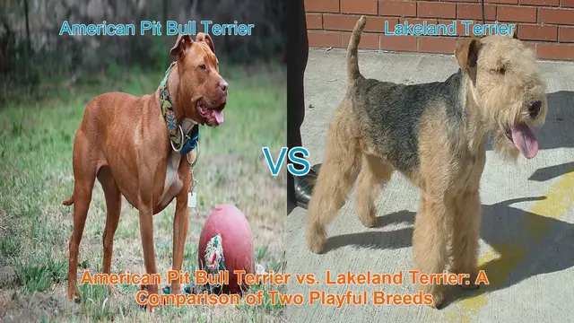 Video thumbnail for American Pit Bull Terrier vs. Lakeland Terrier: A Comparison of Two Playful Breeds