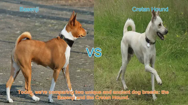 Video thumbnail for Basenji vs. Cretan Hound: A Comparison of Ancient Dog Breeds