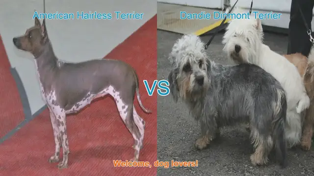 Video thumbnail for American Hairless Terrier VS Dandie Dinmont Terrier