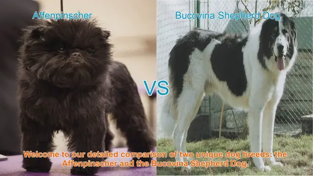 Video thumbnail for Affenpinscher vs. Bucovina Shepherd Dog: A Comprehensive Breed Comparison