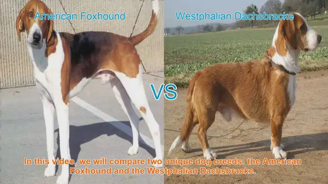 Video thumbnail for Comparing American Foxhound and Westphalian Dachsbracke: A Comprehensive Guide