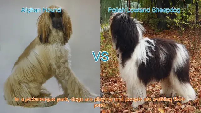 Video thumbnail for A Comparison of Afghan Hound and Polish Lowland Sheepdog: Appearance, Temperament, and Care