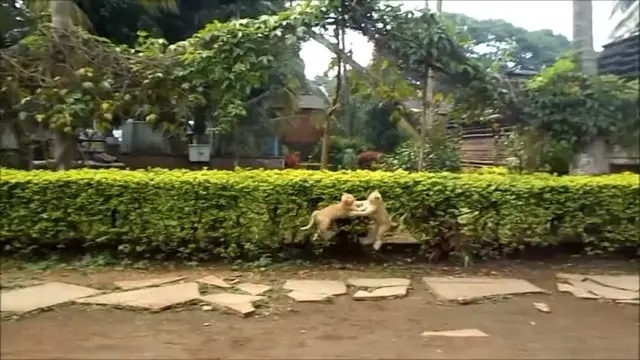 Video thumbnail for Cat playing in India/Cats fighting and playing/Cats play