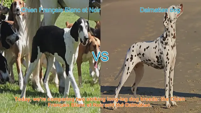 Video thumbnail for Chien Français Blanc et Noir vs. Dalmatian: A Breed Comparison
