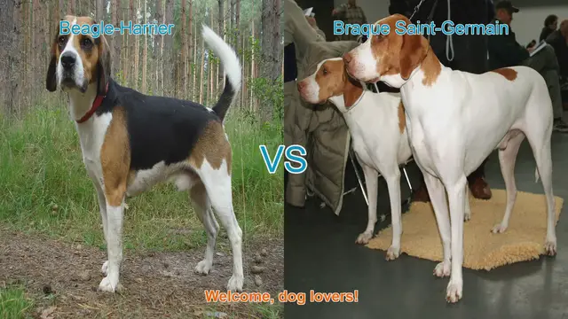 Video thumbnail for Beagle-Harrier vs. Braque Saint-Germain: A Comparison of Two French Dog Breeds