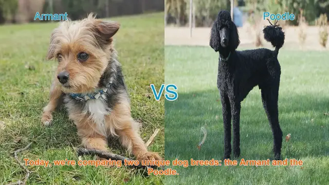 Video thumbnail for Armant vs. Poodle: A Comprehensive Comparison