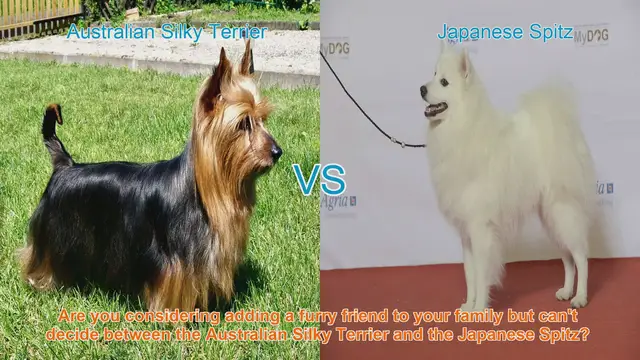 Video thumbnail for Australian Silky Terrier vs. Japanese Spitz: A Detailed Breed Comparison