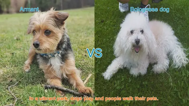 Video thumbnail for Comparing Armant and Bolognese Dog Breeds