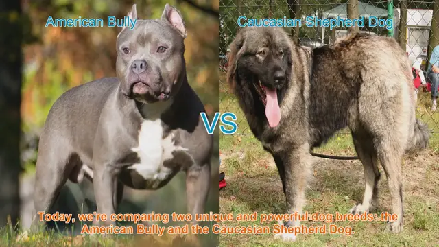 Video thumbnail for American Bully vs. Caucasian Shepherd Dog: A Breed Comparison