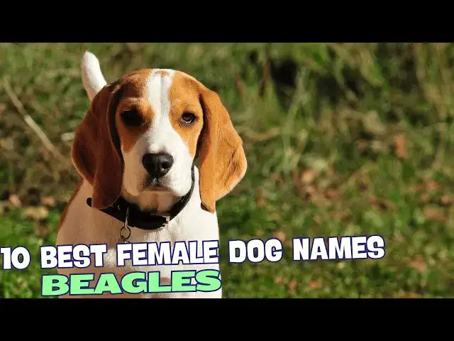 Video thumbnail for 10 Best Female Beagle Dog Names🐾