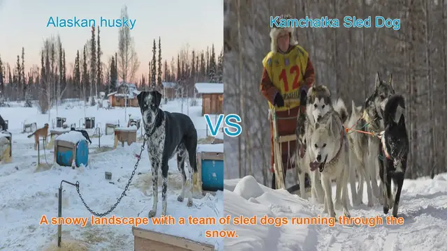 Video thumbnail for Alaskan Husky vs. Kamchatka Sled Dog: A Comprehensive Comparison