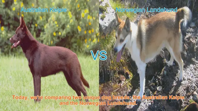 Video thumbnail for Australian Kelpie vs. Norwegian Lundehund: A Comparative Guide
