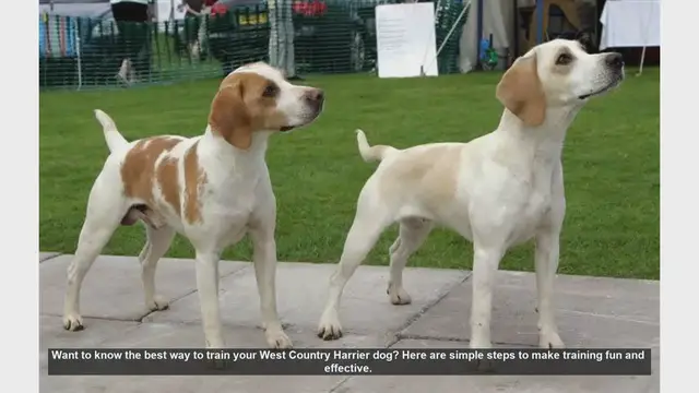 Video thumbnail for Effective Training Tips for Your West Country Harrier Dog