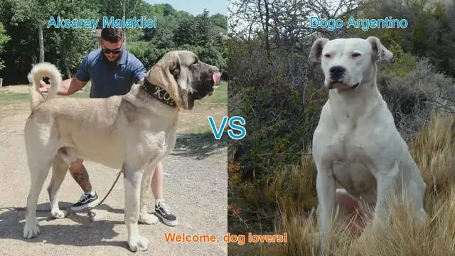 Video thumbnail for Aksaray Malaklisi vs. Dogo Argentino: Breed Comparison Guide