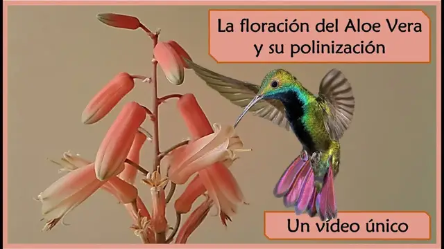 'Video thumbnail for 🌺 La FLOR del Aloe Vera | TODO lo que NO Sabías | 🌸 Polinización en VIVO 🔴'
