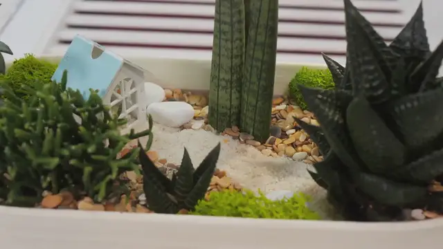 Video thumbnail for How to create a potted patio garden