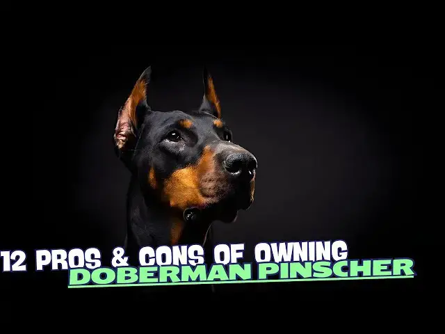 Video thumbnail for 12 Pros & Cons of Owning a Doberman Pinscher?