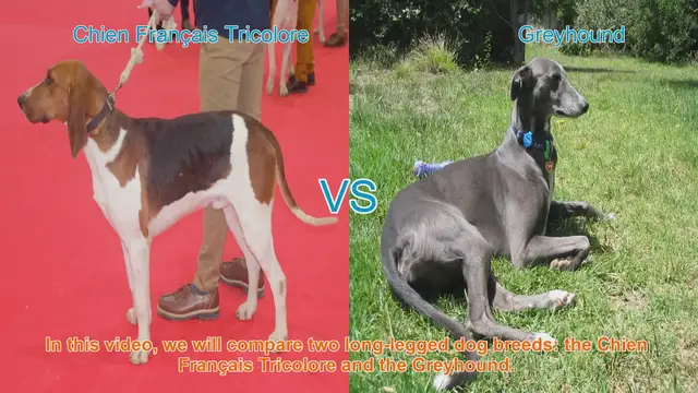 Video thumbnail for Chien Français Tricolore vs. Greyhound: A Breed Comparison Guide