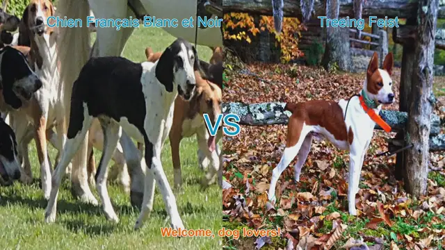 Video thumbnail for Dog Breed Showdown: Chien Français Blanc et Noir vs. Treeing Feist